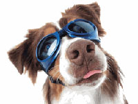 doggles_1873_upl.jpg